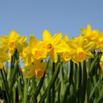 Randonnée moyenne "Jonquilles" à 13h30