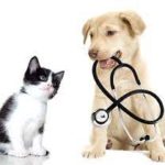 Matinée Ludothèque : "Le vétérinaire" de 09H00 à 11H00